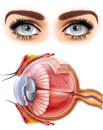 eye