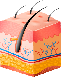 skin